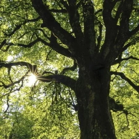 Écologique chêne naturel rustique